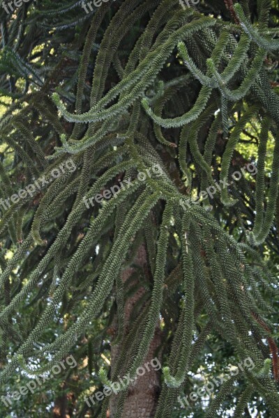 Botanical Garden Verbania Lago Maggiore Italy Free Photos