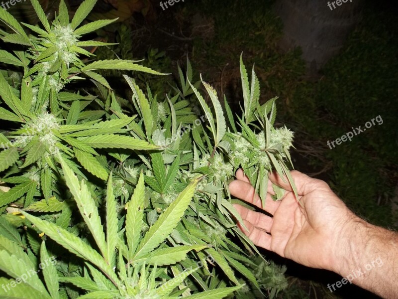 Cannabis Weed Marijuana Ganja Grow Plant