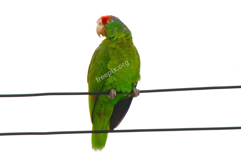 Red-fronted Macaw Parrot Ara Rubrogenys Amazonas