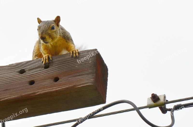 Squirrel Gold Curious Looking Free Photos