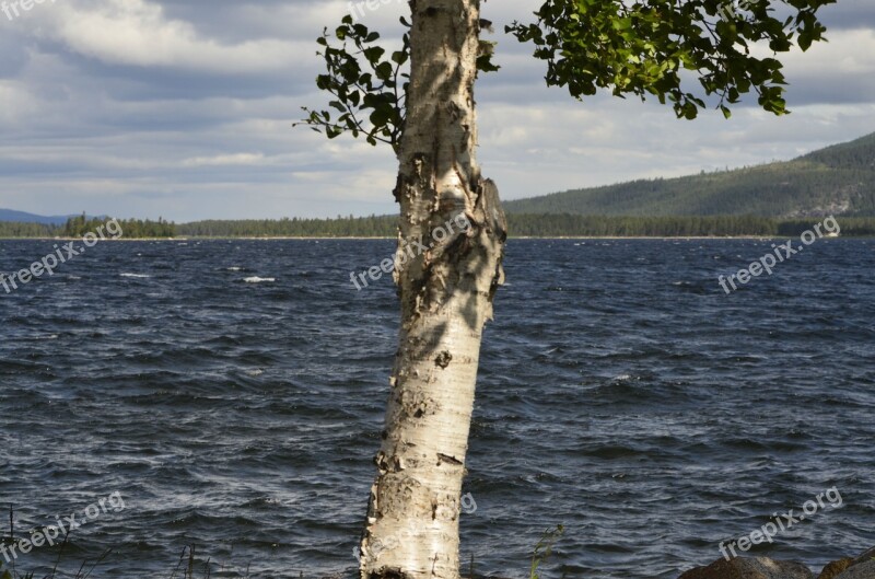 Birch Water Arjeplog Free Photos