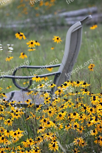 Wildflowers Daisies Chair Nature Free Photos