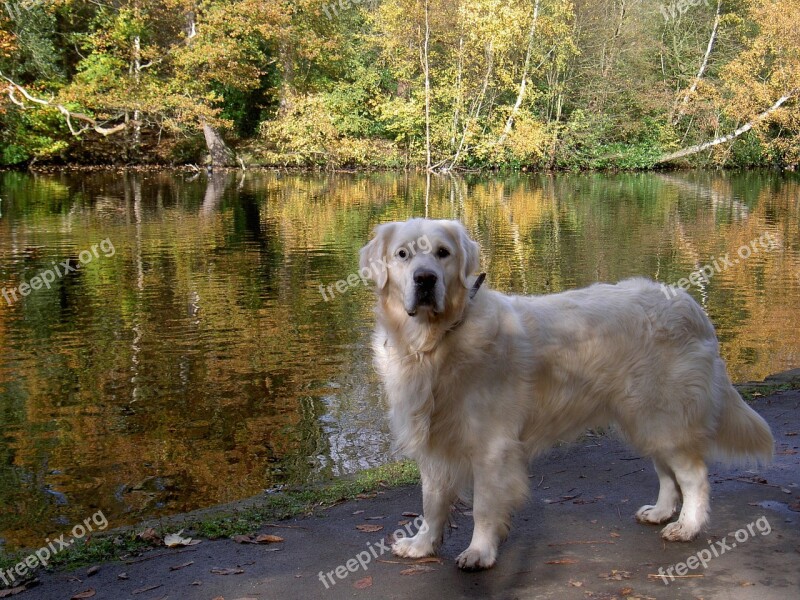 Retriever Canine Dog Pet Free Photos