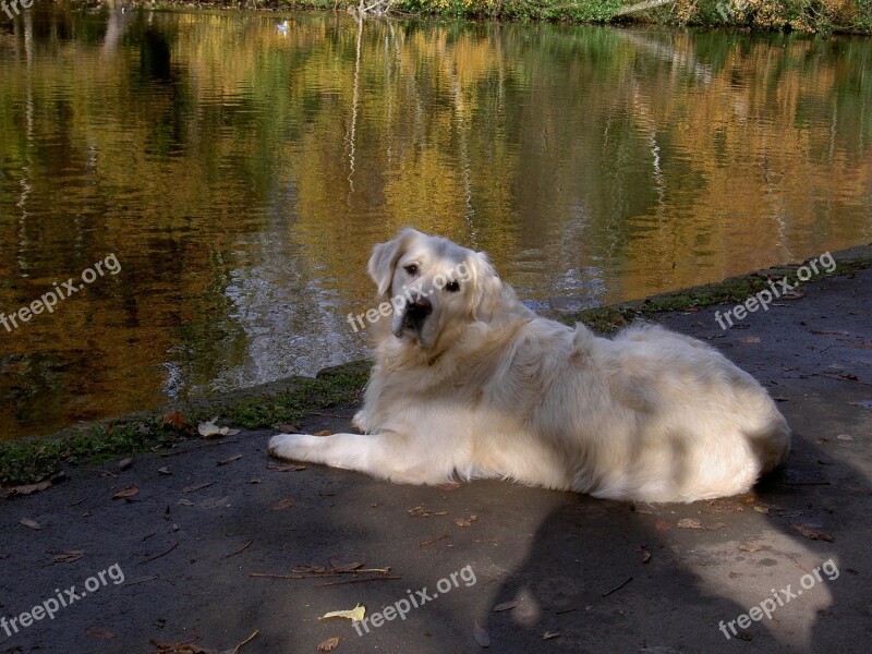 Retriever Canine Dog Pet Free Photos