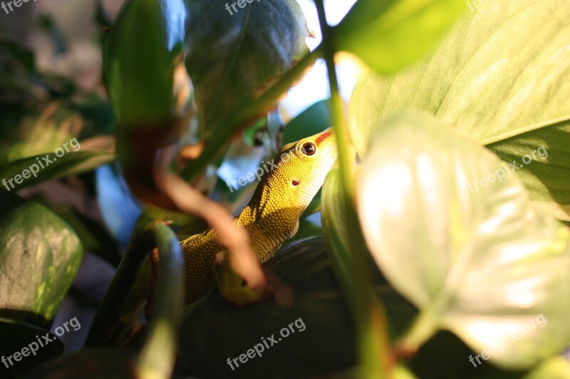 The Gecko Lizard Phelsuma Madagascariensis Reptile Pet