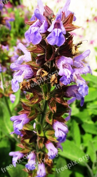 Sage Real Sage Leaves Culinary Herbs Salvia Officinalis