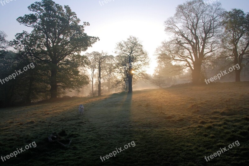 Misty Morning Sunrise Trees Serene