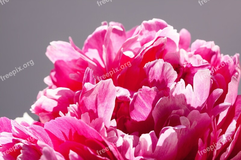 Pentecost Bouquet Peony Flower Nature