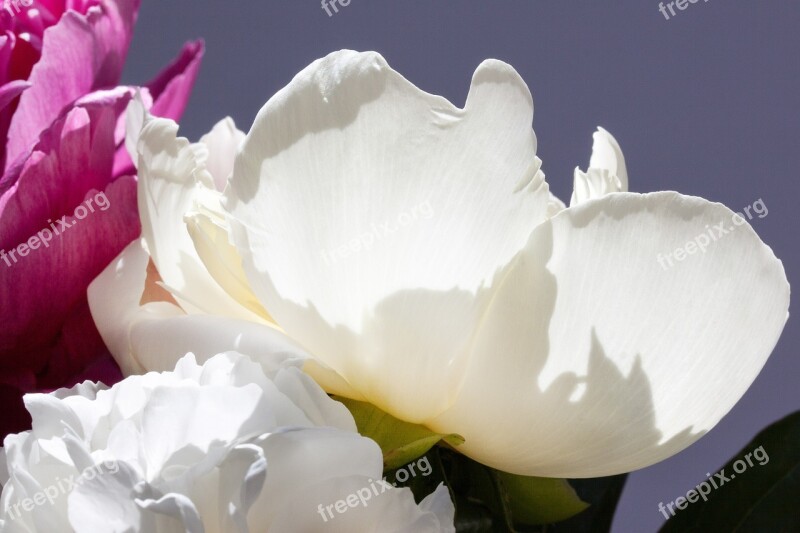 Pentecost Bouquet Peony Flower Nature