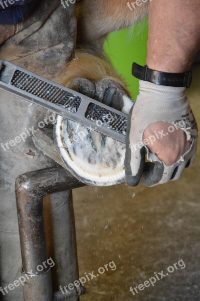 Horse Blacksmith Huf Horse Hoof Hoof Trimming