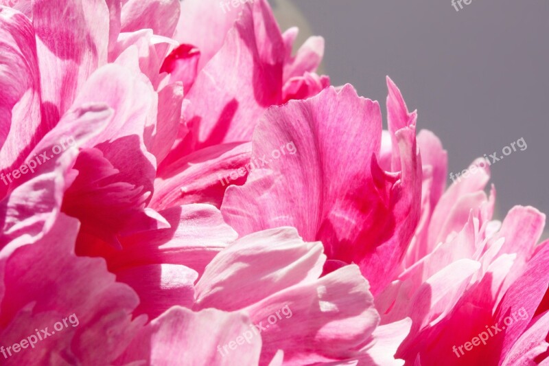 Pentecost Bouquet Peony Flower Nature