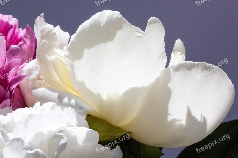 Pentecost Bouquet Peony Flower Nature