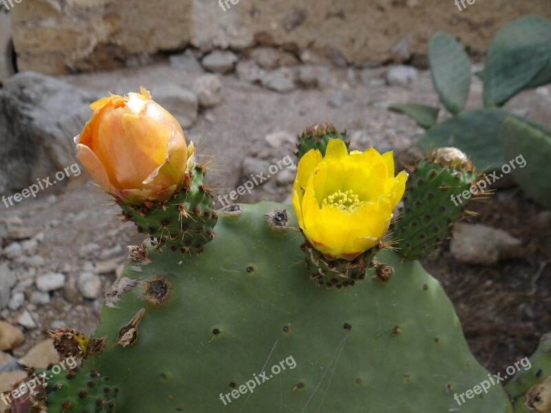 Cactus Blossom Prickly Pear Cactus Bloom Free Photos