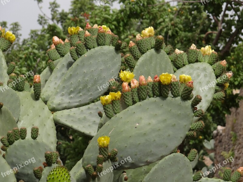 Cactus Flowers Prickly Pear Cactus Flowers Free Photos