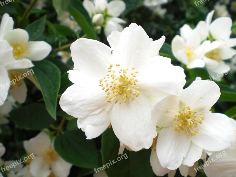 Bill Jasmin White Flower Blossoms White Green White Blossom