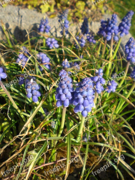 Garteblume Muscari Blue Flower Plant Blossom