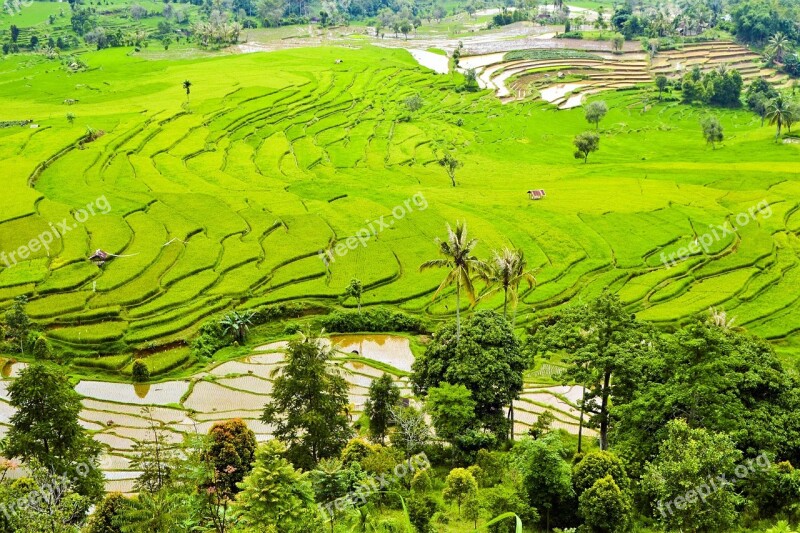 Rice Terraces Plantation Fields Green Indonesia