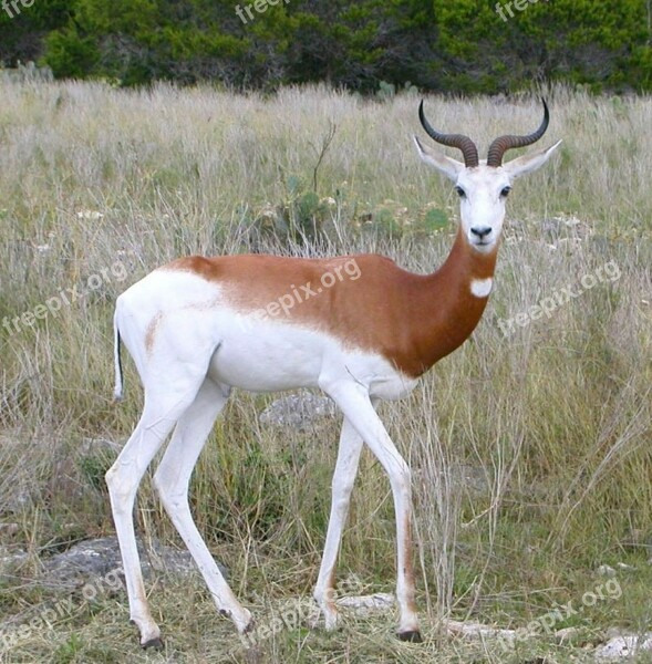 Springbok Staring Antidorcas Marsupialis Animal Mammal