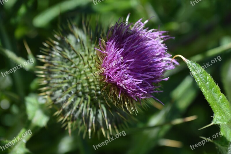 Purple Thistle Bloom Nature Flower