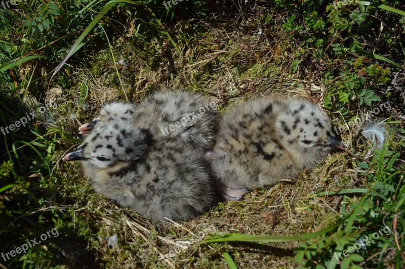 Meeuwtjes Seagull Litter Baby Dots