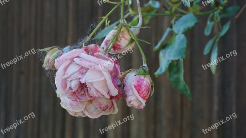 Rose Transience Plant Flower Faded