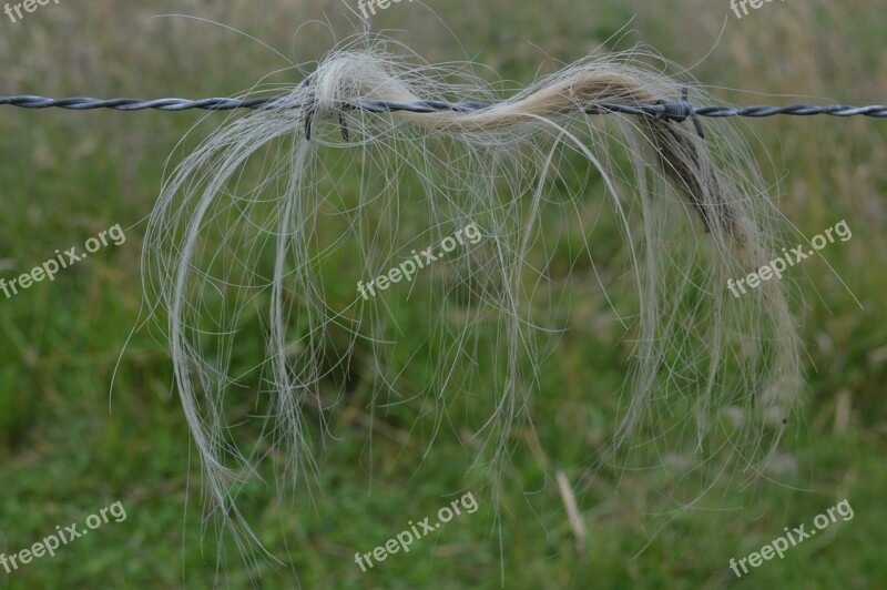 Barbed Wire Her Separation Pasture Cow