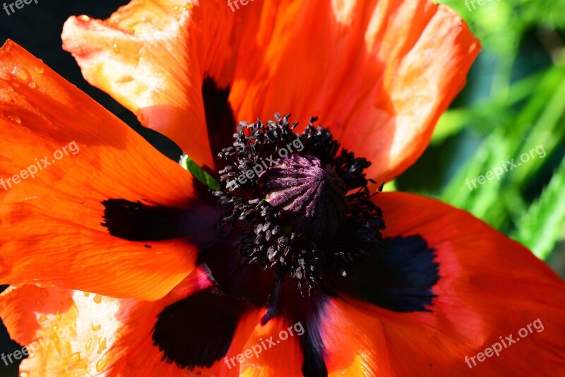 Oriental Poppy Scarlet Red Papaver Orientale Poppy