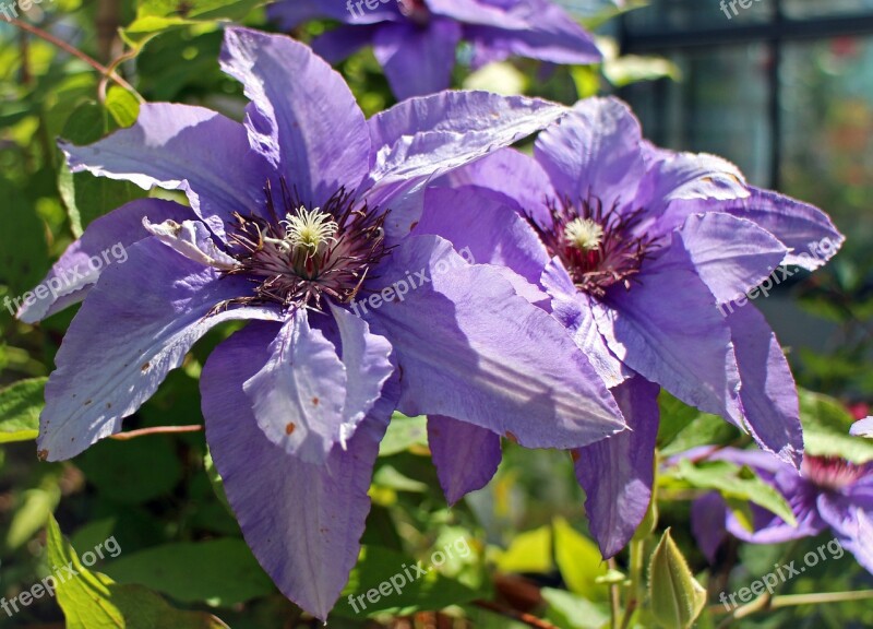 Clematis Purple Light Purple Blossom Bloom