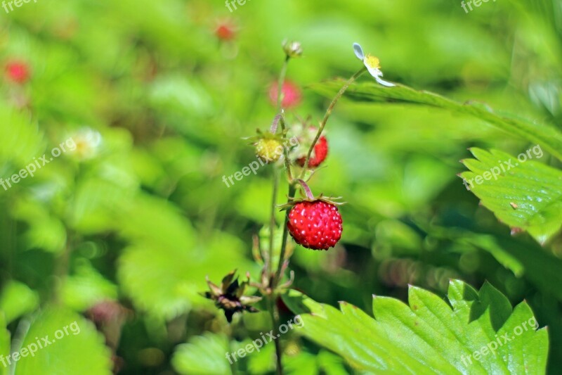 Forest Strawberry Fragaria Vesca Food Nature