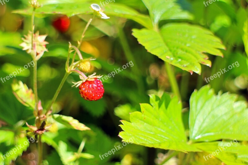 Forest Strawberry Fragaria Vesca Food Nature