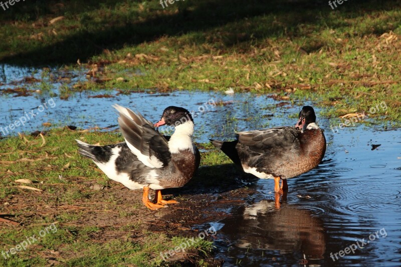 Animals Ducks Countryside Free Photos