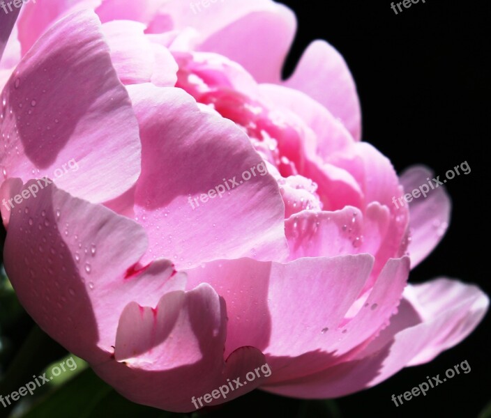 Peony Pentecost Patonie Pink Flower