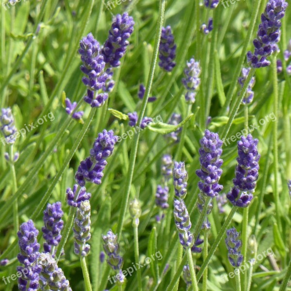 Lavender Field Plant Purple Flowers