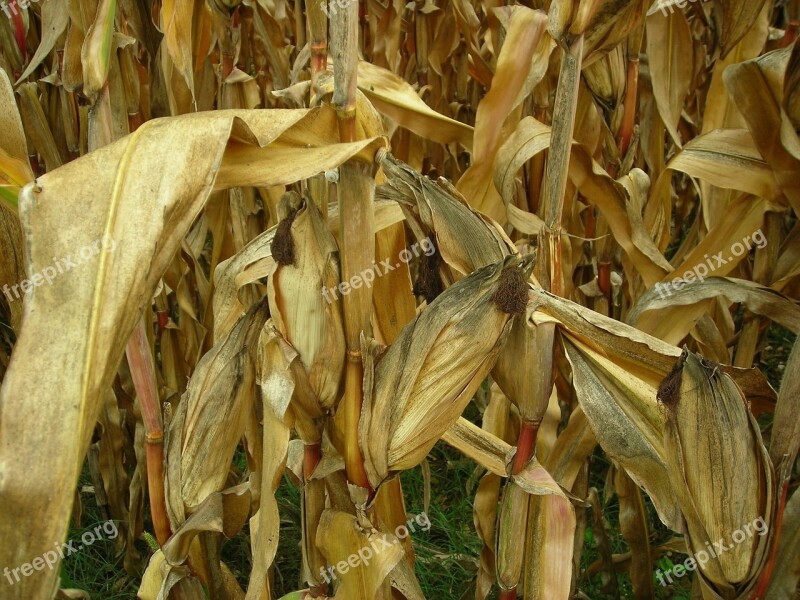 Corn Leaves Field Corn Field Dry