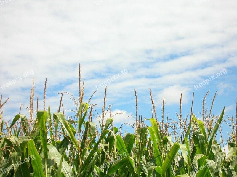 Corn Corn Field Plantation Field Free Photos