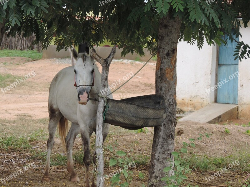 Horses Animal Haras Free Photos