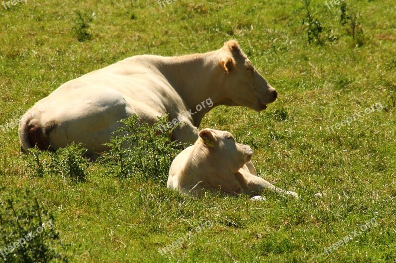 Cows Pasture Cow Calf Mammals