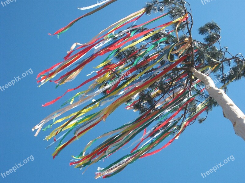 Maypole Celebration Tree May Holiday