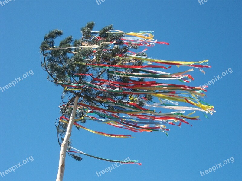 Maypole Celebration Tree May Holiday