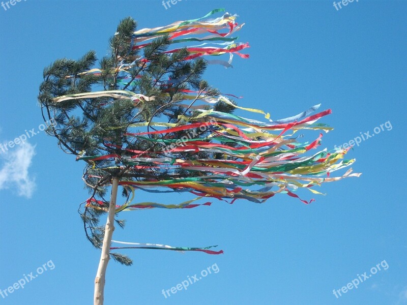 Maypole Celebration Tree May Holiday