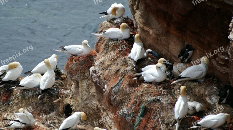 Helgoland Northern Gannet Nest Bird Hatching