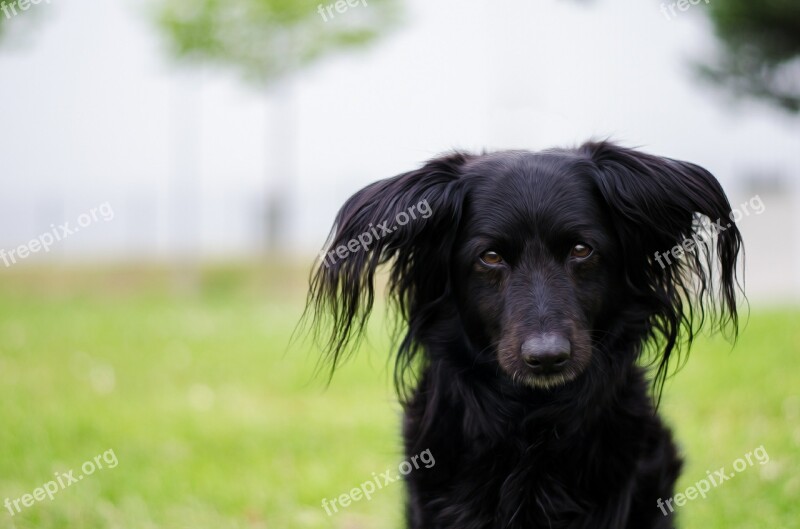 Dog Animal Portrait Cute Free Photos