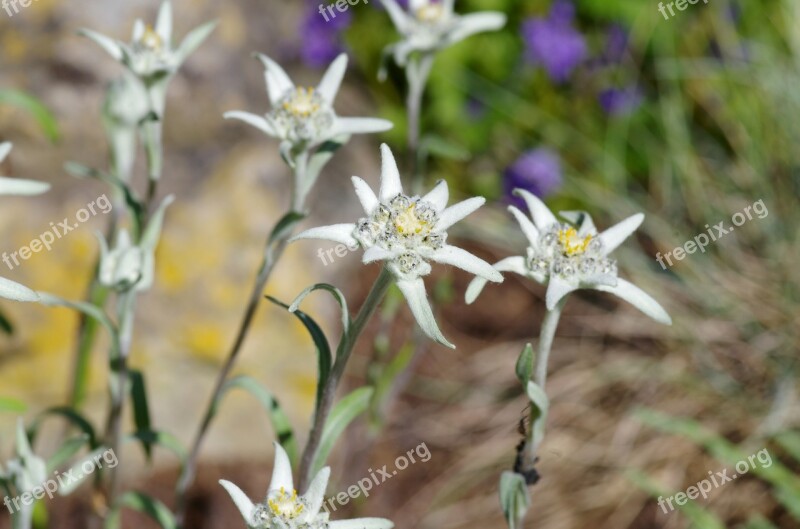 Edelweiss Protected White Rarely Leontopodium Microdochium