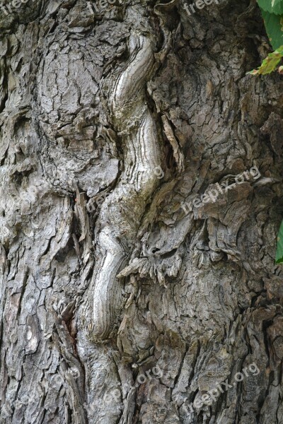 Tree Bark Tree Bark Trunk Wood