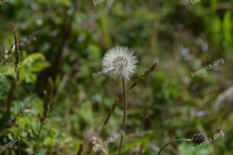 Dandelion Scoop Fluff Seeds Bloom