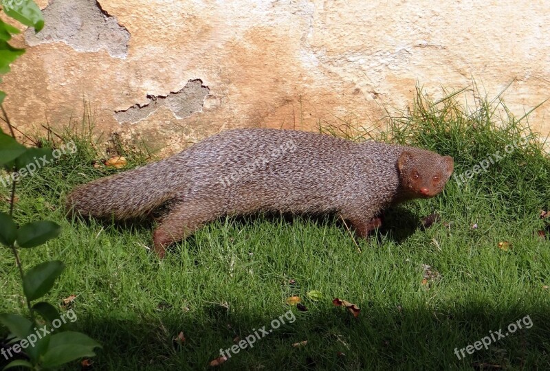 Mongoose Indian Grey Mongoose Rodent Animal Wildlife