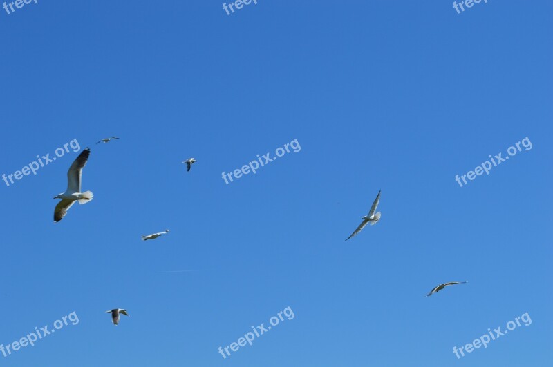 Seagulls Fly Birds Colony Air