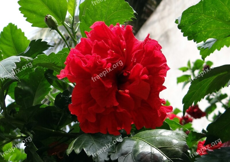 China Rose Hibiscus Double Rosa Sinensis Shoe Flower Flower