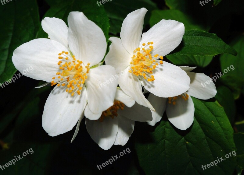 Bauer Jasmin Jasmin Bush Flowers White