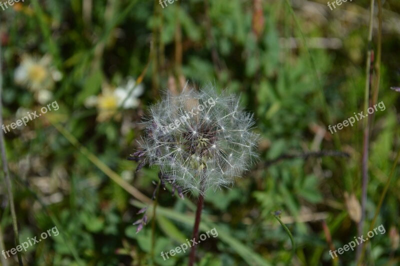 Dandelion Lint Seeds Summer Bol